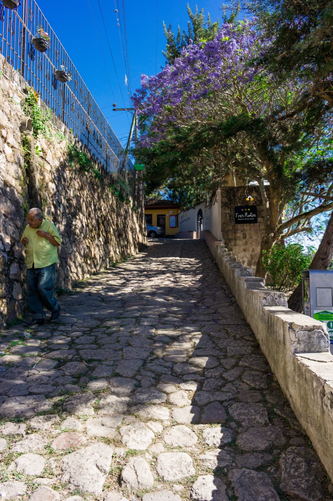 Calle empedrada de Santa Lucía entre un muro de piedra y un jacarandá florecido