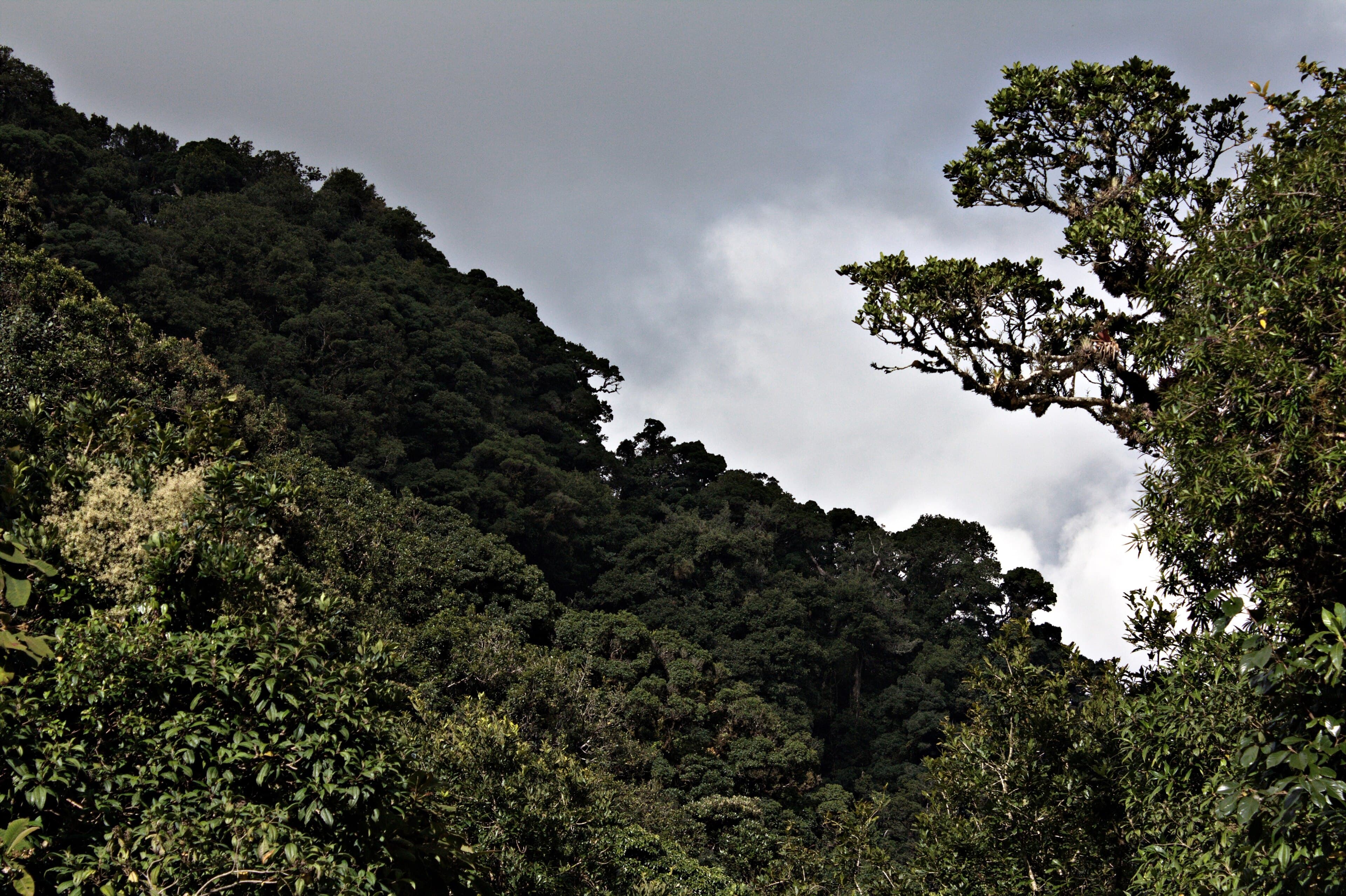 Dosel del bosque nublado en el Parque Nacional La Tigra, visto desde Rancho Quemado, con nubes pasando sobre la cresta